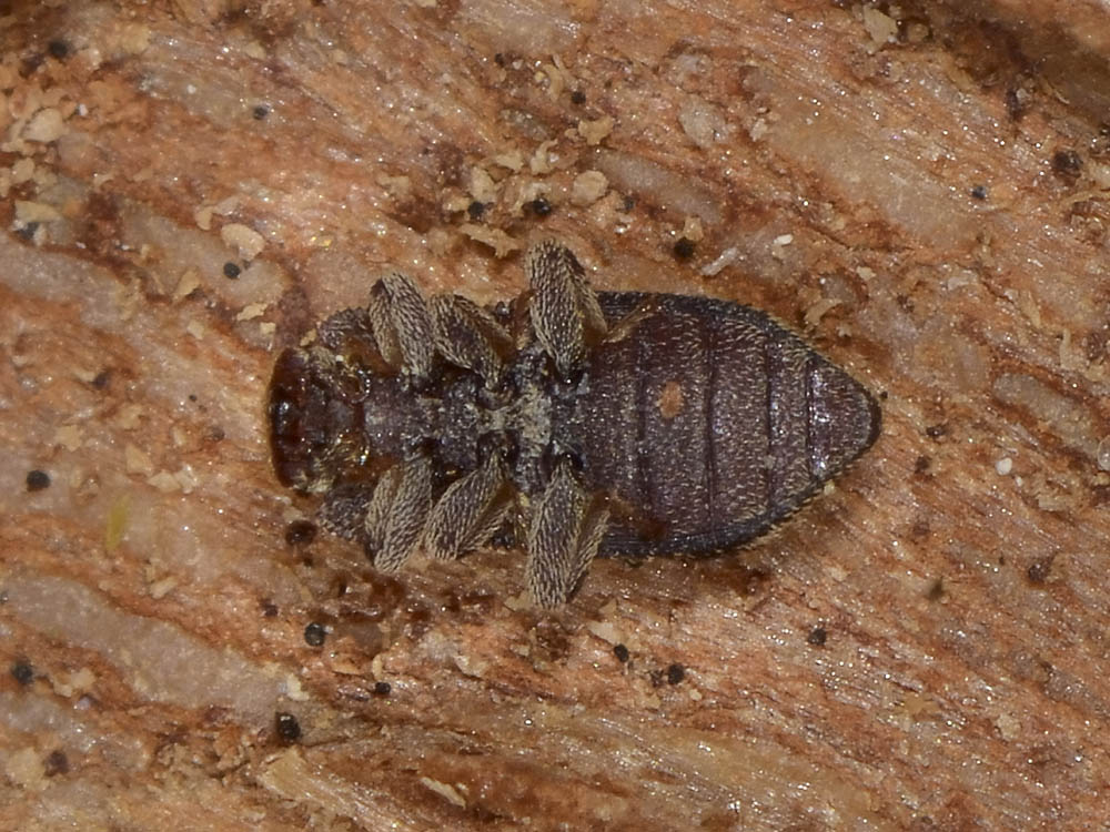 Coxelus pictus - Zopheridae